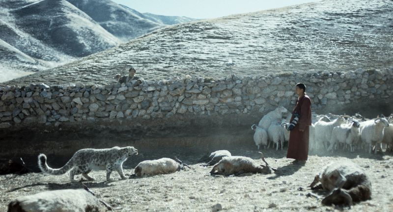 le-lama-la-panthere-web