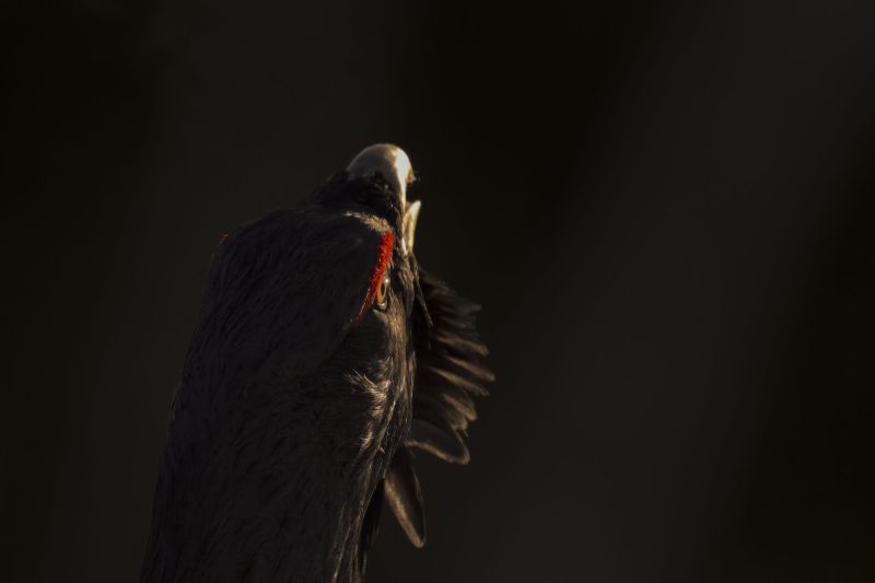 lechantdesforets_vincentmunier1