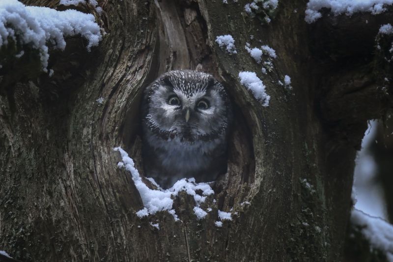 lechantdesforets_vincentmunier7
